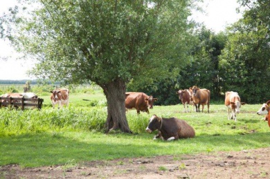 Sfeerimpressie van Verzorgen van dieren: koeien en kalfjes, hond, kippen en konijnen bij  Zorgboerderij de Balans